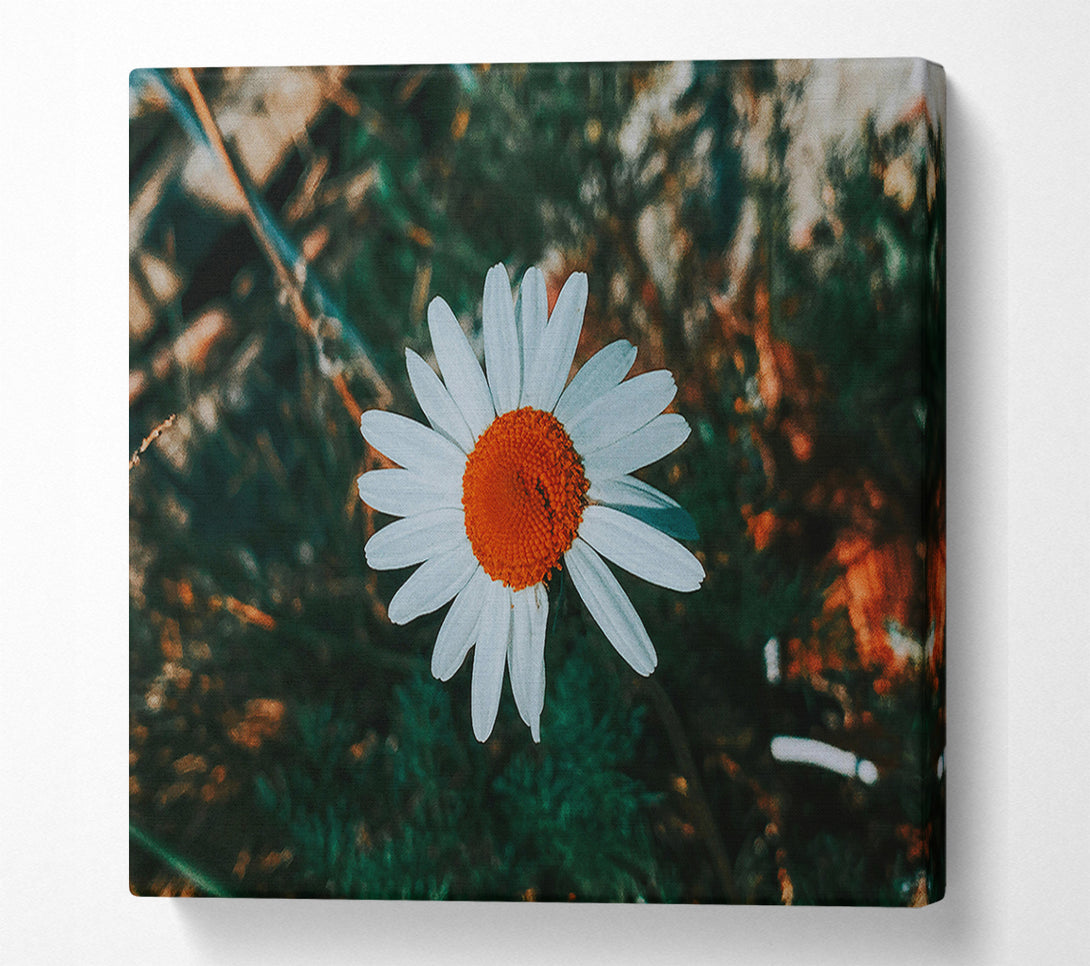  A Canvas Print of Orange Center Bloom Canvas Art