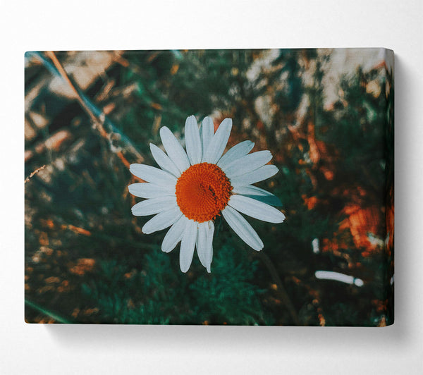  A Canvas Print of Orange Center Bloom Canvas Art
