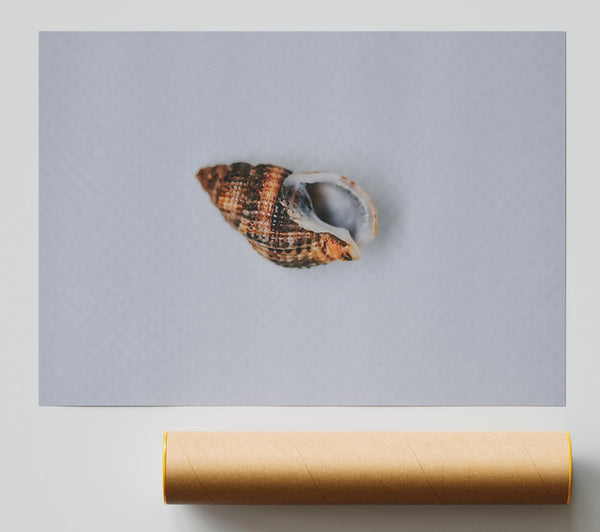 Brown Coastal Shell Poster
