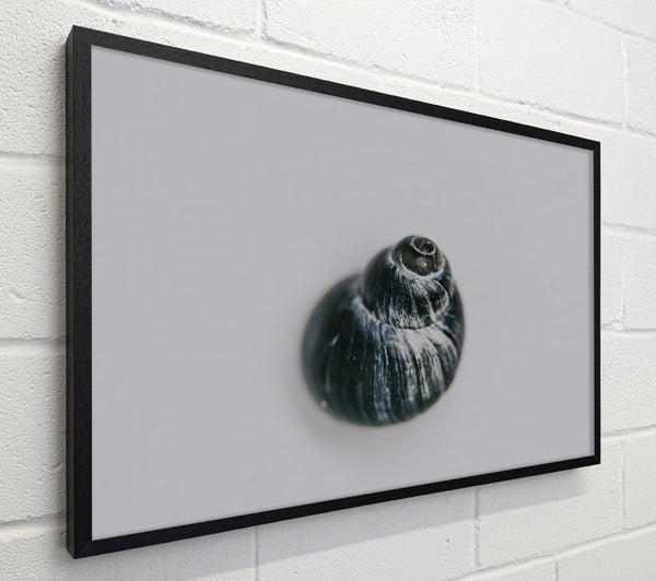 Black Swirled Shell