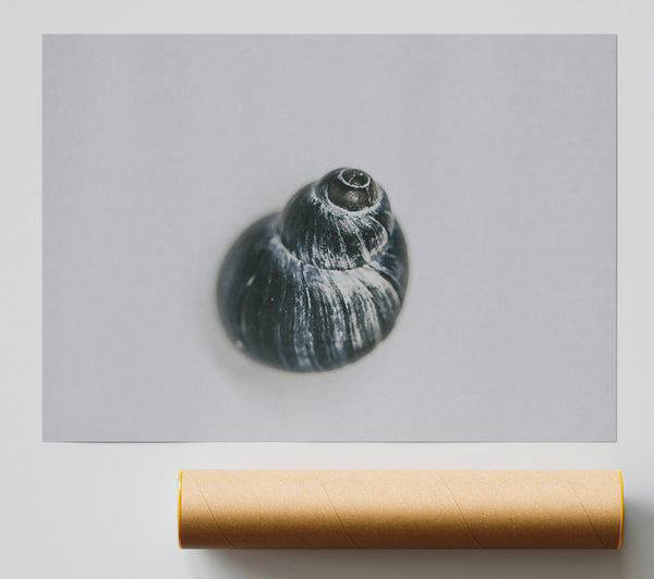 Black Swirled Shell Poster
