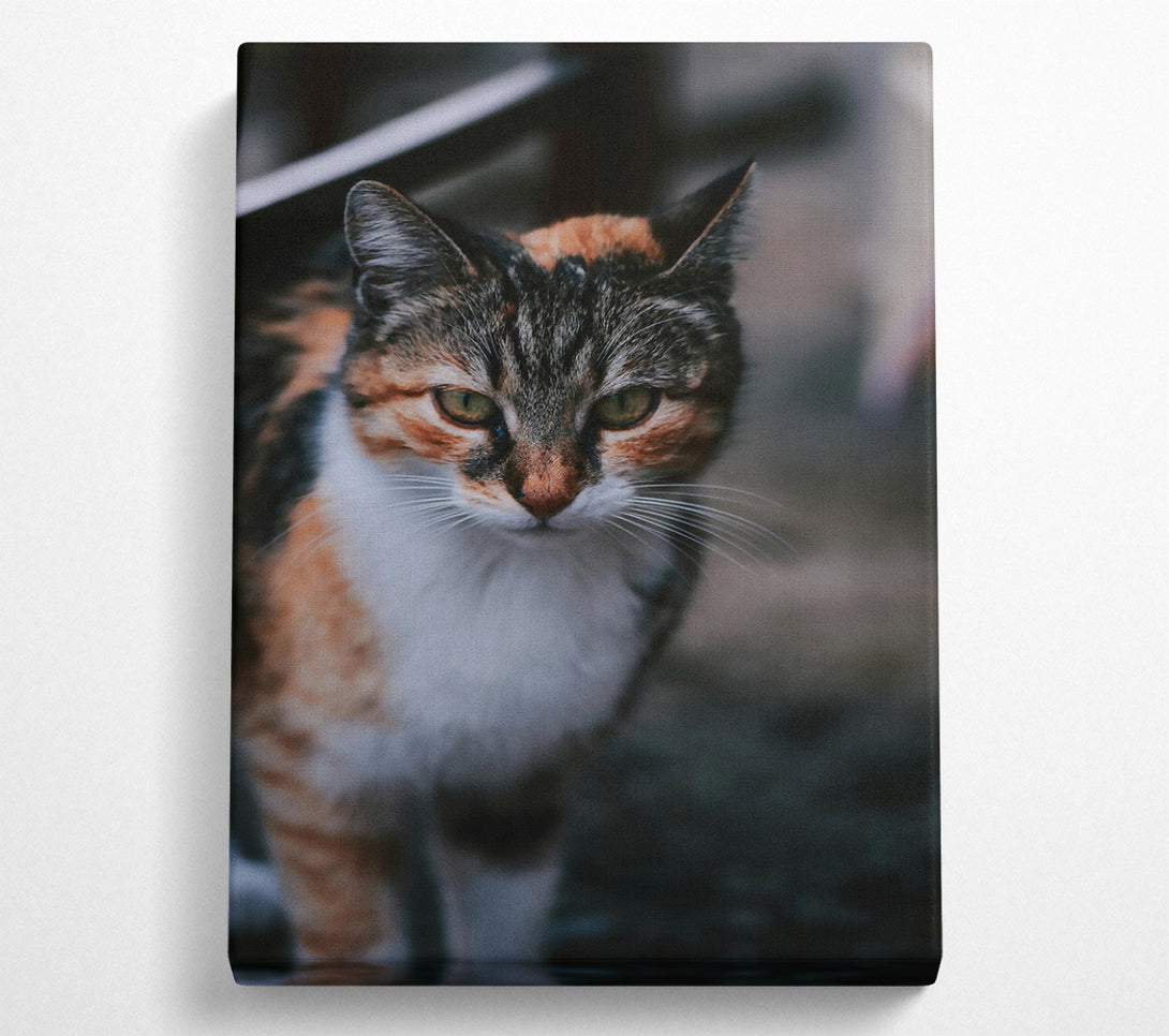  A Canvas Print of Golden Feline Gaze Canvas Wall Art