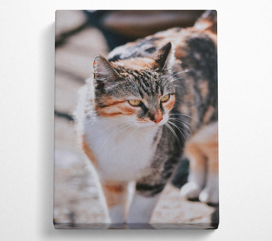  A Canvas Print of Golden Tabby Gaze Canvas Wall Art