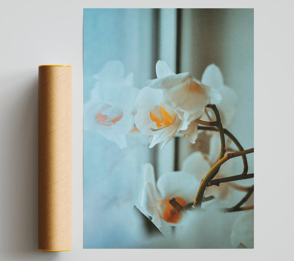 Pale Blue Orchids Print