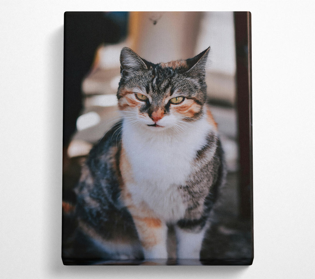  A Canvas Print of White Feline Gaze Canvas Art