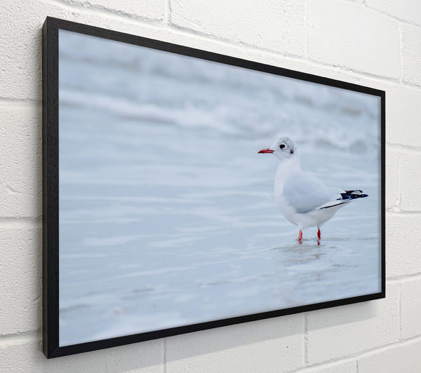 White Seagull On Shore