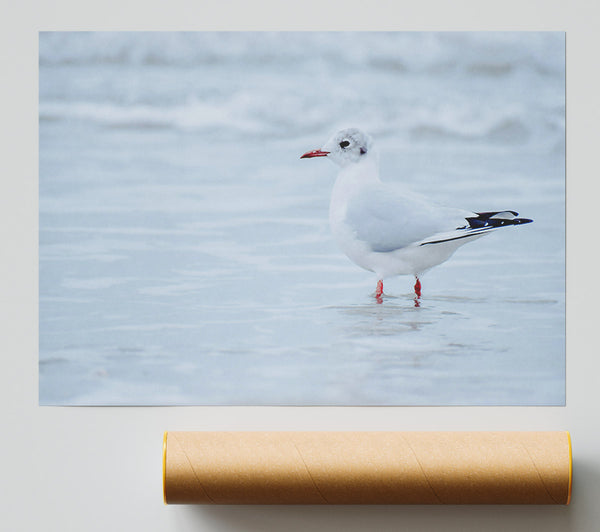 White Seagull On Shore Print