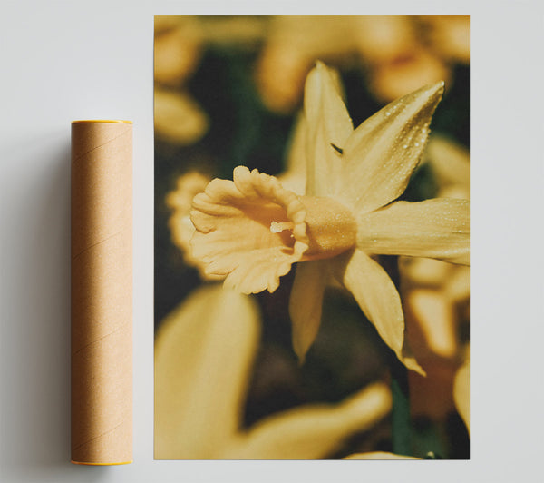 Golden Daffodil Bloom Giclee Print