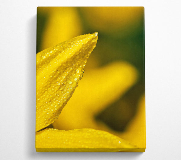  A Canvas Print of Golden Dewdrop Petal Canvas Art