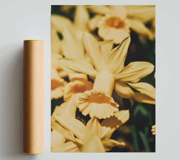 Golden Trumpet Bloom Poster