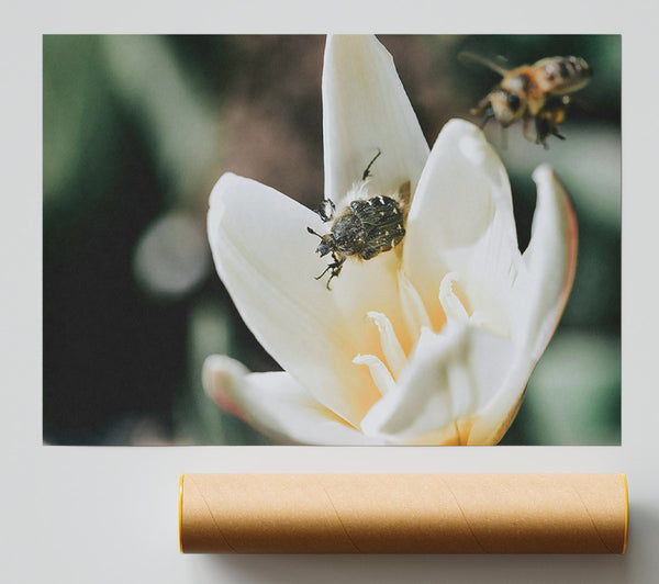 White Petal Visitor Poster