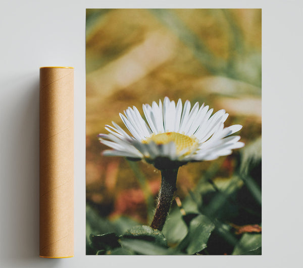 Golden Yellow Daisy Bloom Print