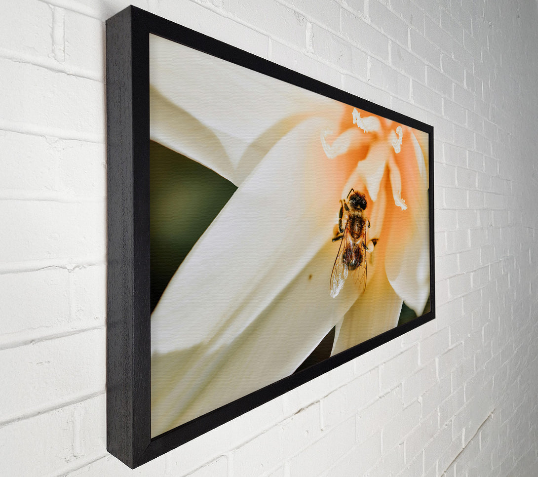  A Canvas Print of Golden Bee In Bloom Canvas Print