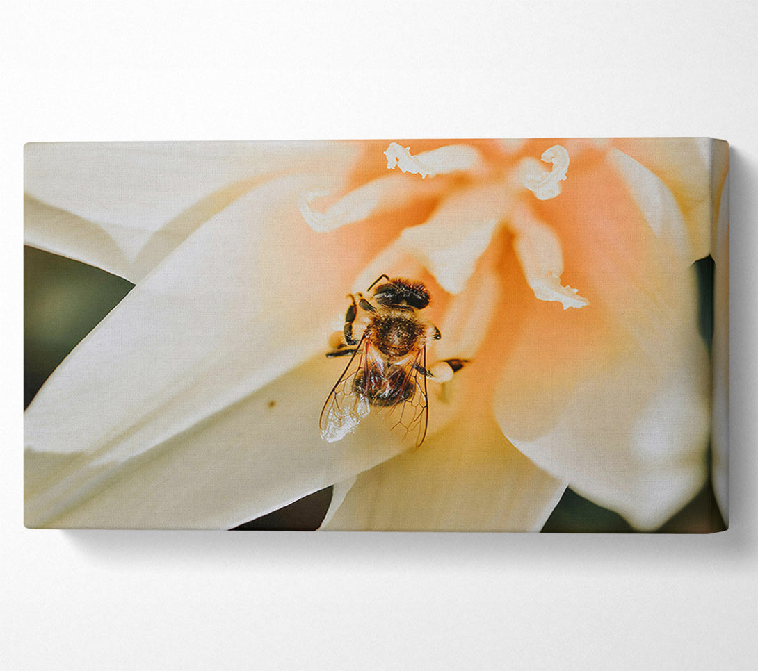  A Canvas Print of Golden Bee In Bloom Canvas Print