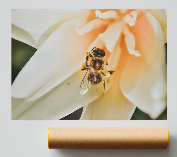Golden Bee In Bloom Giclee Print