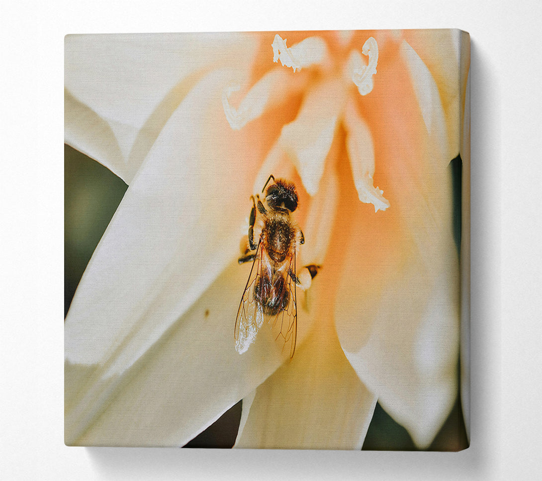  A Canvas Print of Golden Bee In Bloom Canvas Print