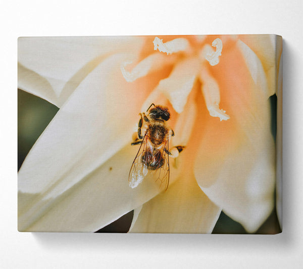  A Canvas Print of Golden Bee In Bloom Canvas Print