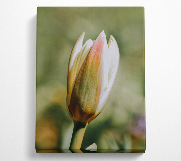  A Canvas Print of Golden Budding Bloom Canvas Art
