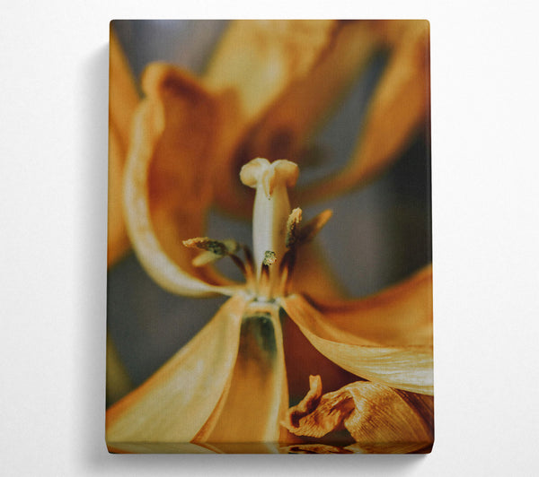  A Canvas Print of Golden Petal Embrace Canvas Print