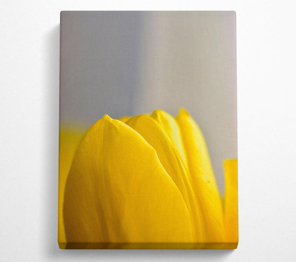  A Canvas Print of Golden Petal Embrace Canvas Wall Art