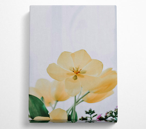  A Canvas Print of Creamy Petal Bloom Canvas Print