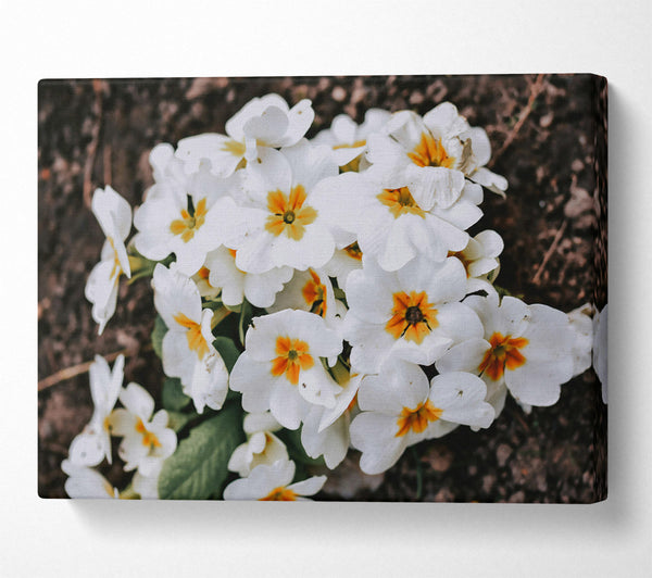  A Canvas Print of White Blossoms In Bloom Canvas Wall Art