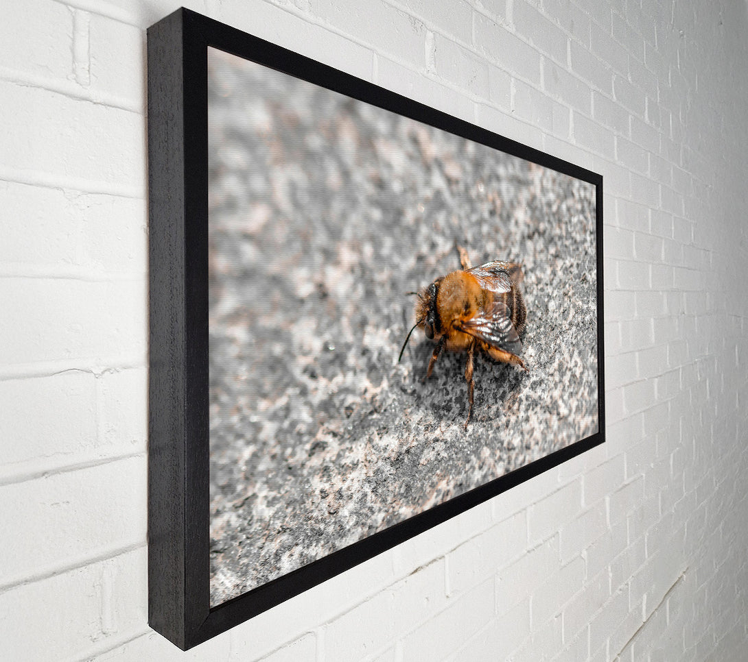 A Canvas Print of Golden Bee On Stone Canvas Print