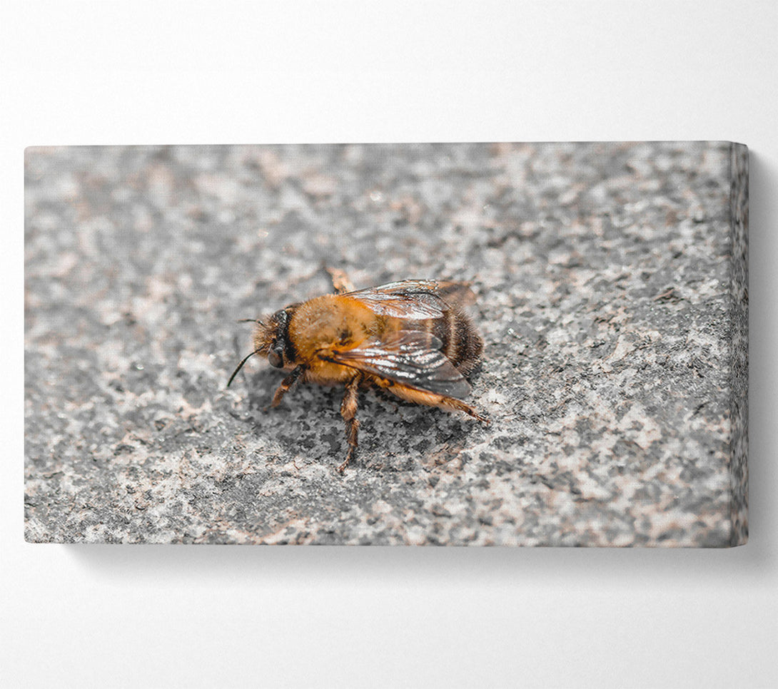 A Canvas Print of Golden Bee On Stone Canvas Print