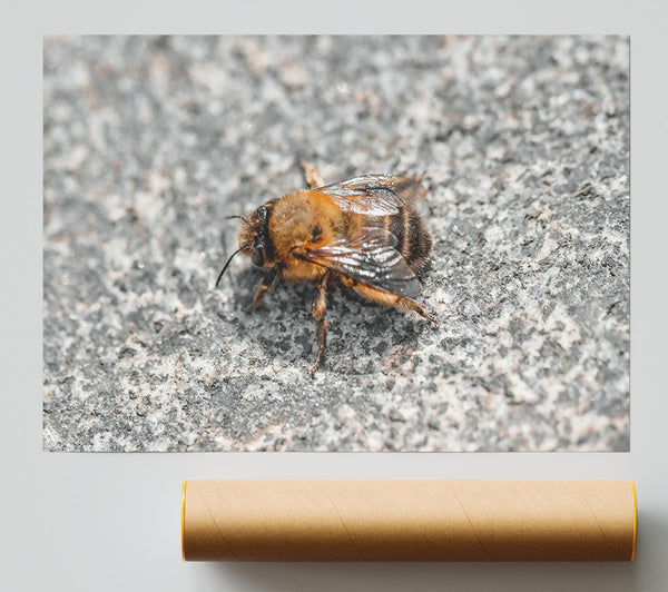 Golden Bee On Stone Print