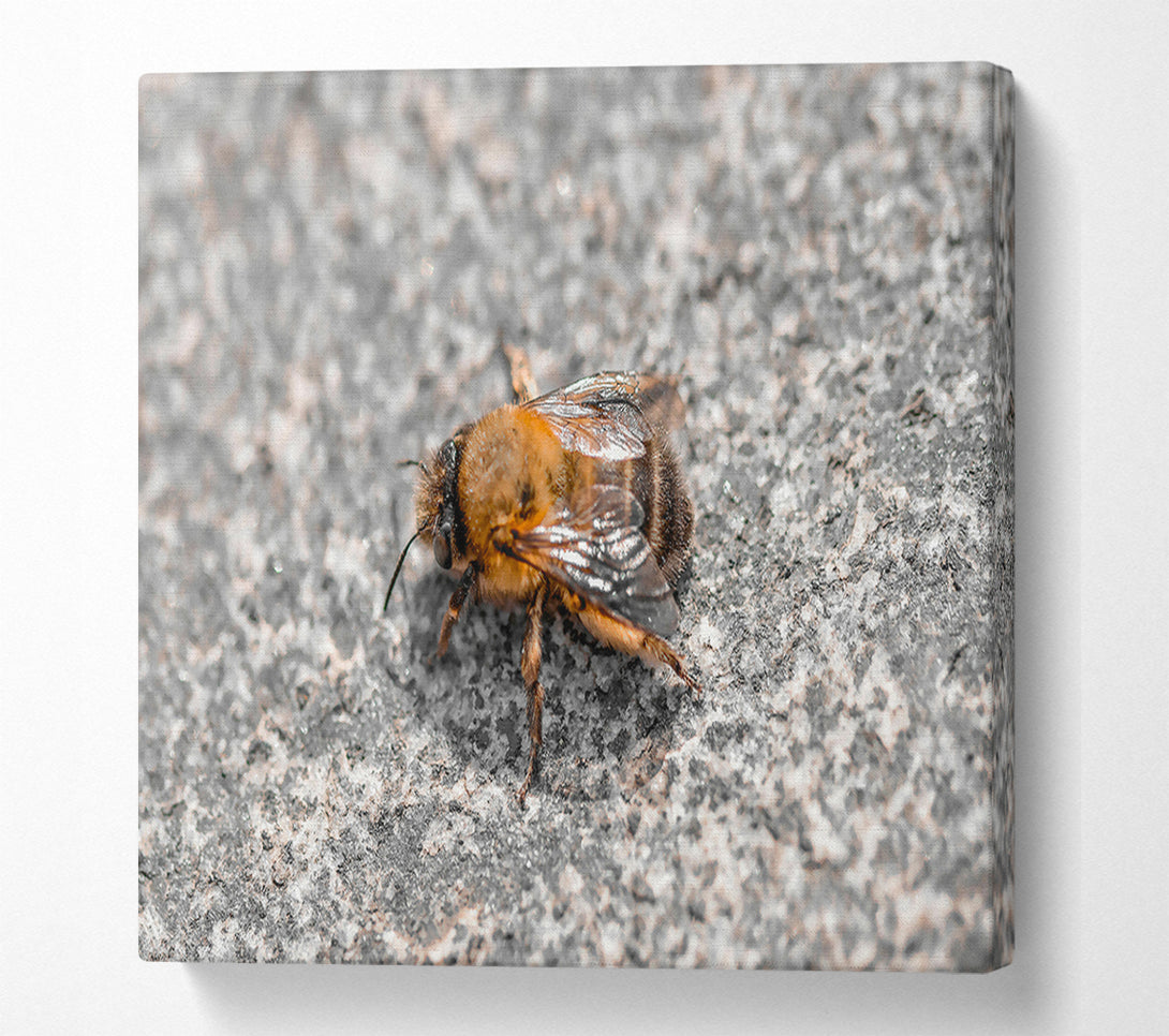  A Canvas Print of Golden Bee On Stone Canvas Print