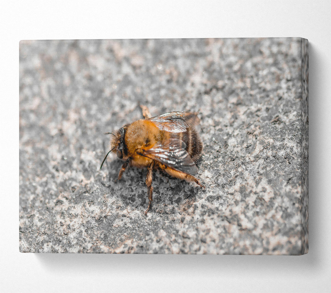  A Canvas Print of Golden Bee On Stone Canvas Print