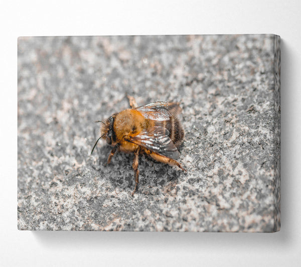  A Canvas Print of Golden Bee On Stone Canvas Print