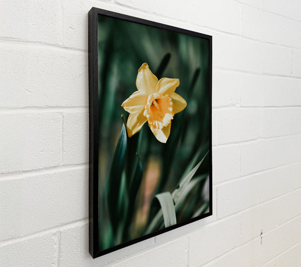 Golden Yellow Daffodil Bloom