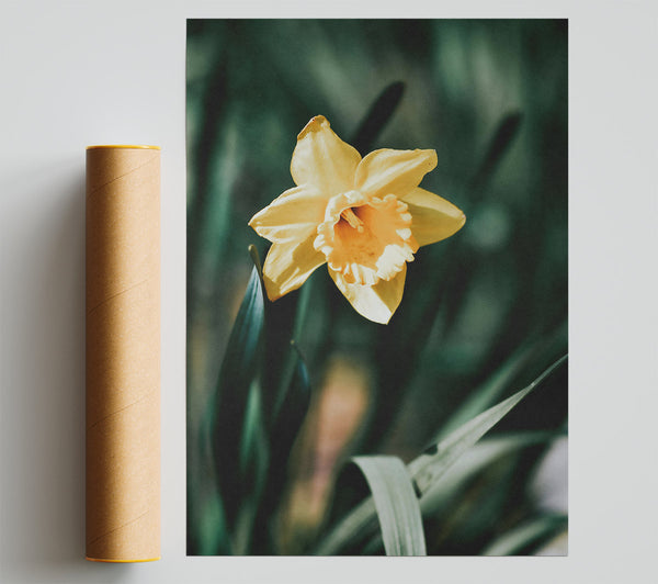 Golden Yellow Daffodil Bloom Giclee Print