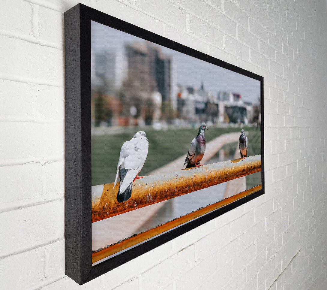 A Canvas Print of Grey Doves On Rust Canvas Wall Art