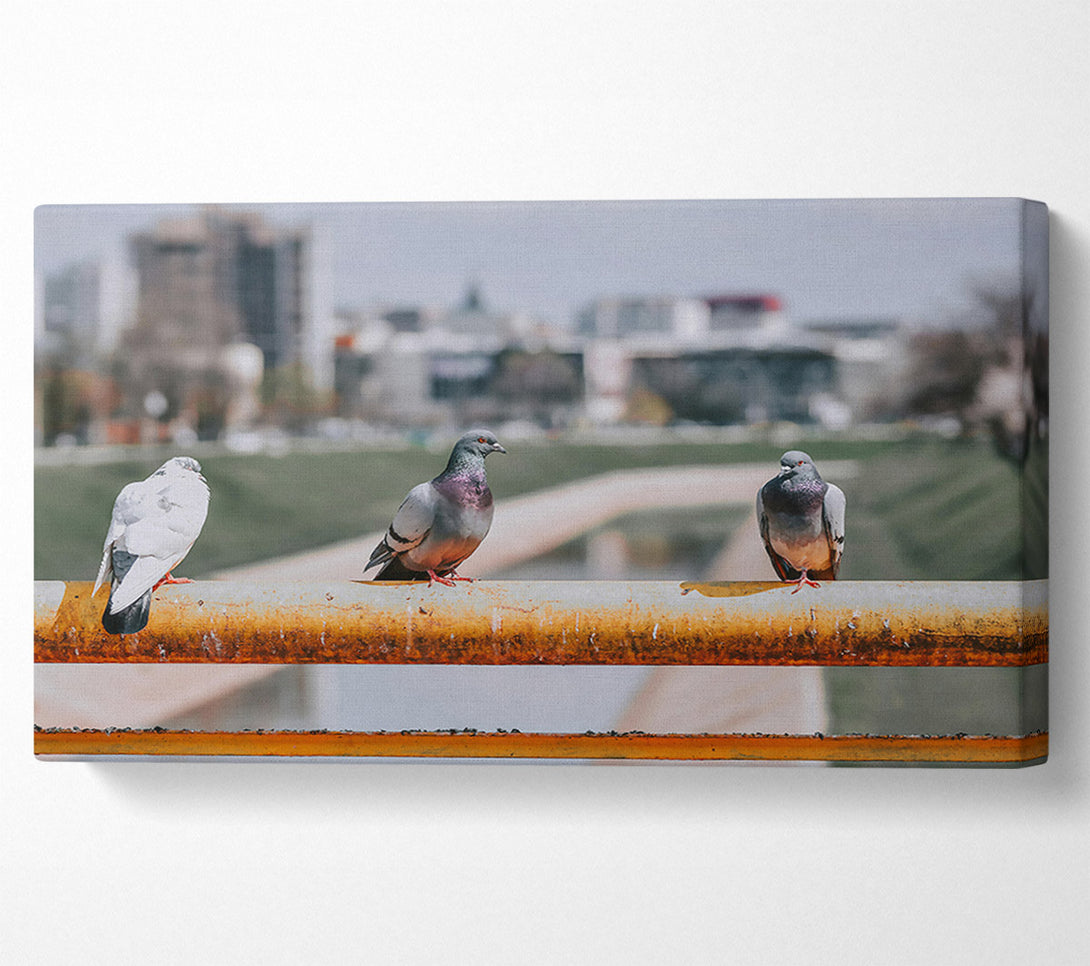  A Canvas Print of Grey Doves On Rust Canvas Wall Art