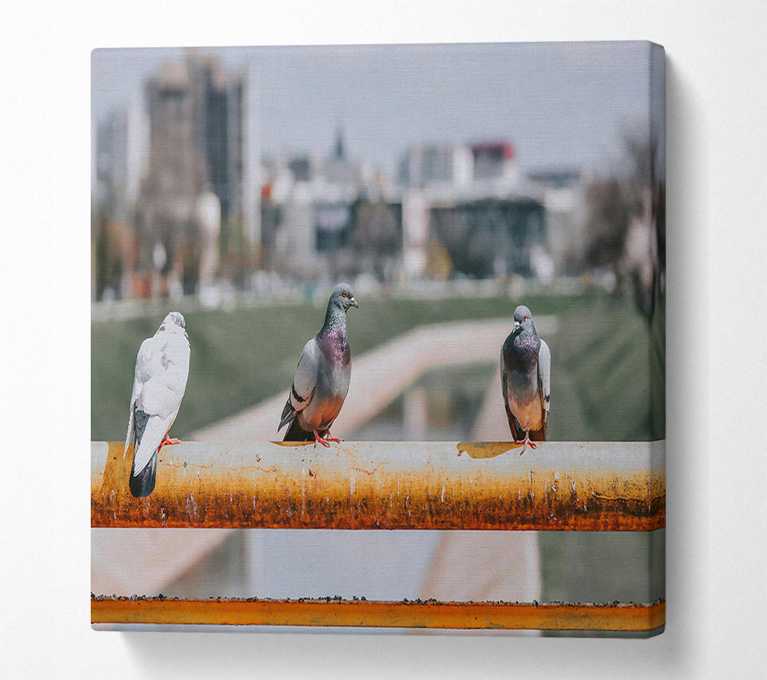  A Canvas Print of Grey Doves On Rust Canvas Wall Art