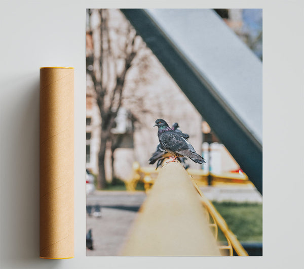 Yellow Railing Pigeons Print