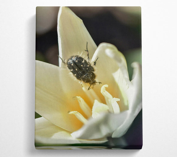  A Canvas Print of White Petal Beetle Canvas Print