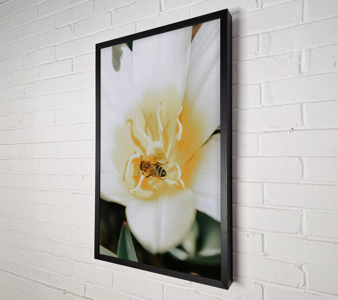  A Canvas Print of White Petal Bee Canvas Art