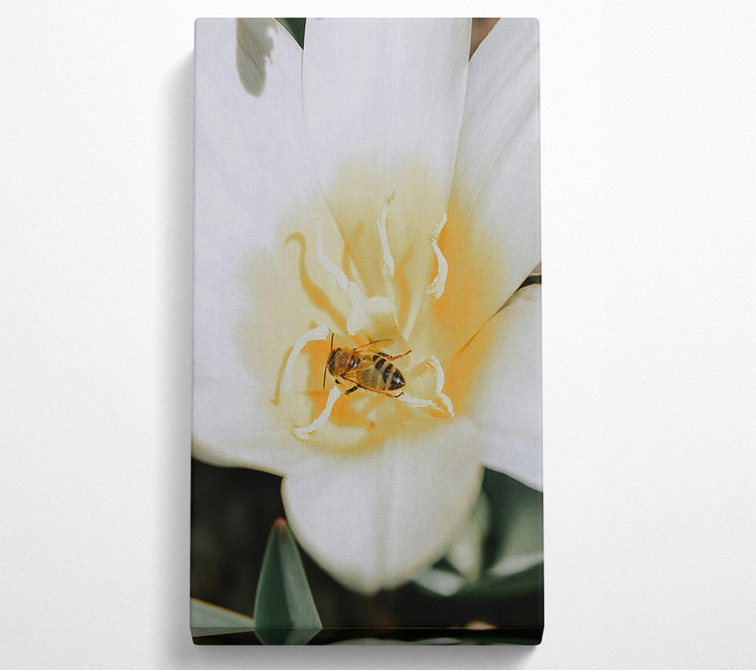  A Canvas Print of White Petal Bee Canvas Art