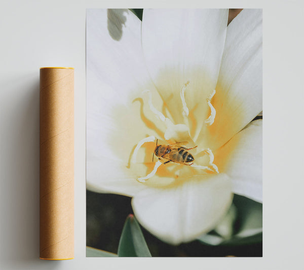White Petal Bee Poster