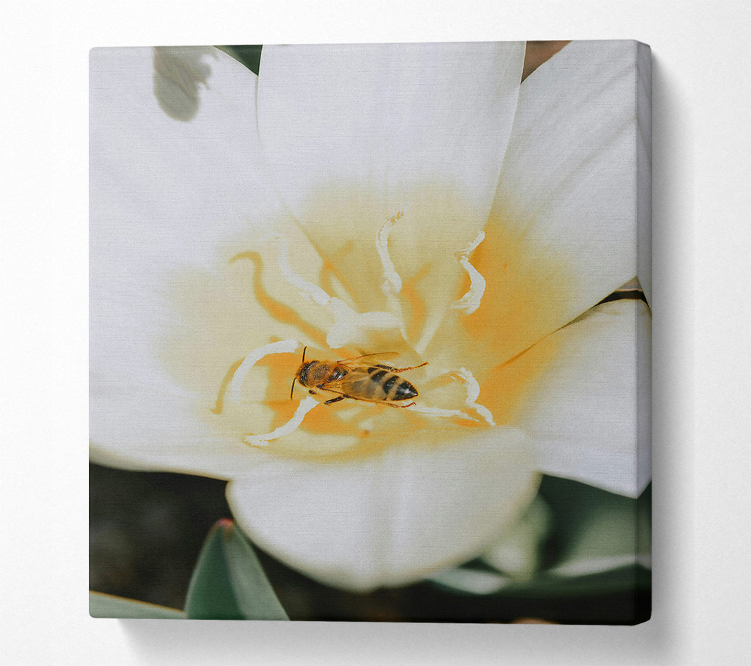  A Canvas Print of White Petal Bee Canvas Art