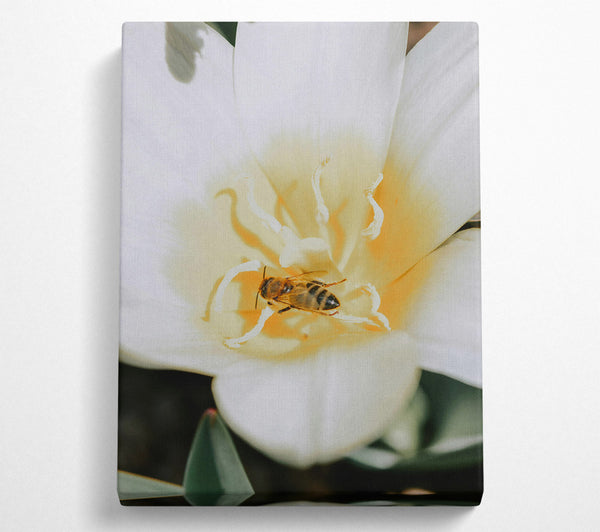  A Canvas Print of White Petal Bee Canvas Art