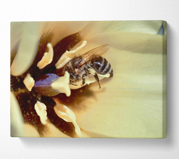  A Canvas Print of Golden Pollen Dust Canvas Wall Art