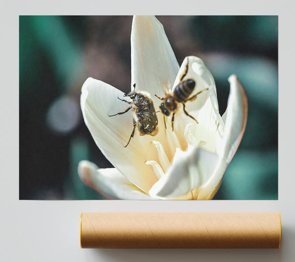 White Petal Visitors Print