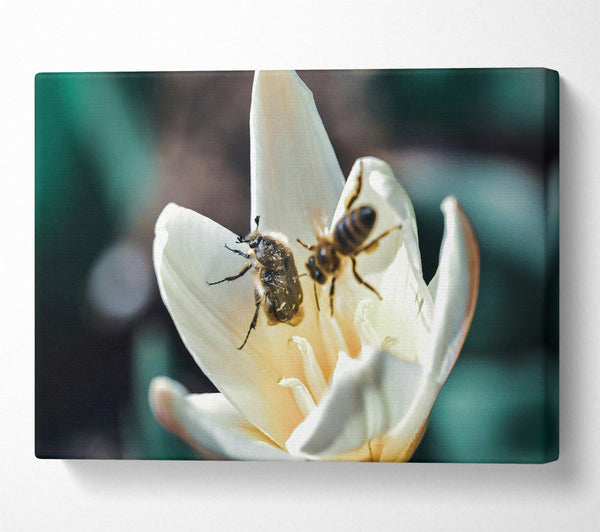  A Canvas Print of White Petal Visitors Canvas Wall Art