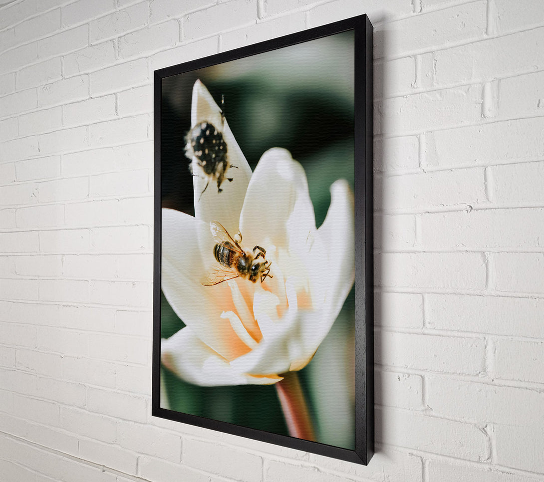  A Canvas Print of White Bloom And Buzzing Bee Canvas Print