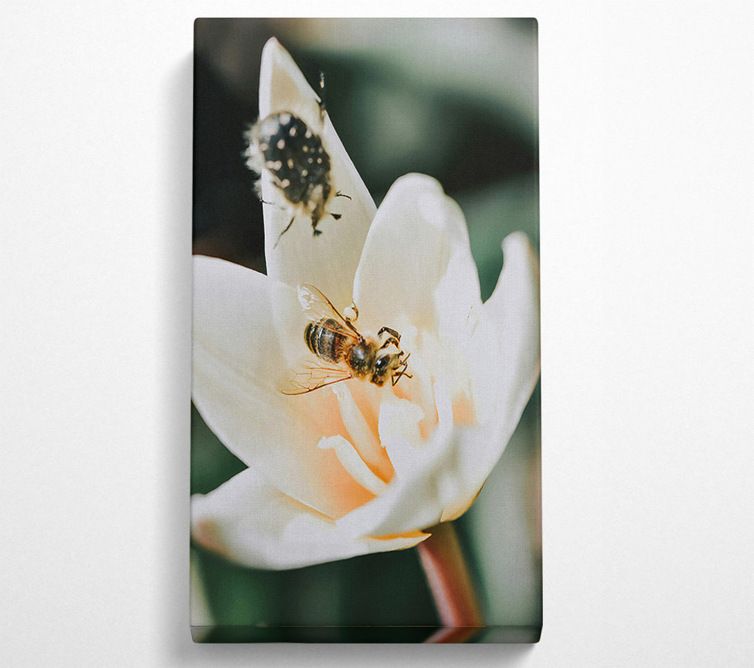  A Canvas Print of White Bloom And Buzzing Bee Canvas Print