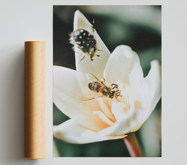 White Bloom And Buzzing Bee Giclee Print